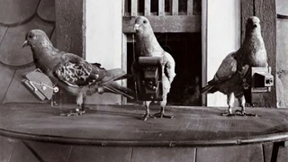 When Pets Get Drafted: The Bizarre History of Animal Soldiers